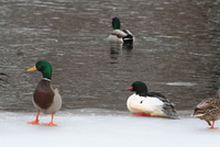 common merganser