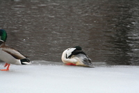 common merganser