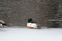 common merganser