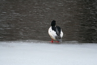 common merganser