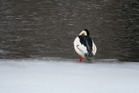 common merganser