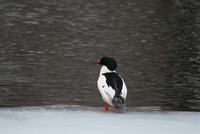 common merganser