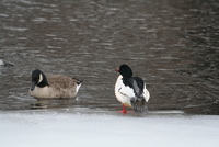 common merganser