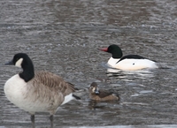 common merganser