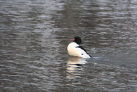 common merganser