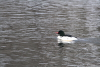 common merganser