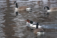 common merganser