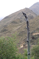 ollantaytambo 