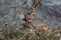 ollantaytambo