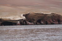 paracas 