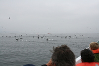 paracas