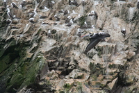 paracas