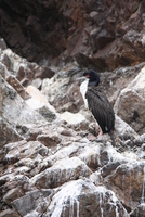 paracas 