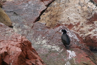 paracas 