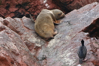paracas 