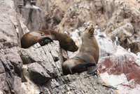 paracas 