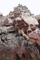 paracas 