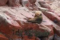 paracas