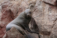 paracas