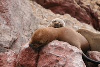 paracas