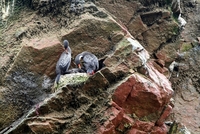 paracas anhinga
