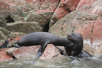 paracas