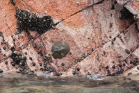 paracas