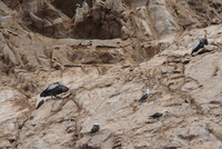paracas
