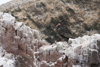 paracas