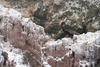 paracas
