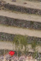 pisaq