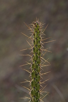 pisaq
