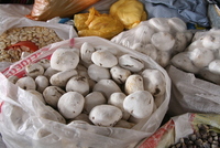 pisaq 