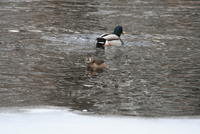 Aythya collaris