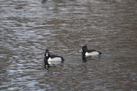 Aythya collaris