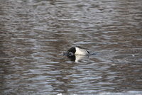 Aythya collaris