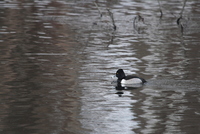 Aythya collaris