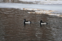 Aythya collaris