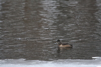 Aythya collaris