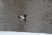 Aythya collaris