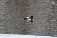 Aythya collaris