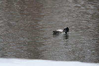 Aythya collaris