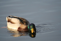 Mallard