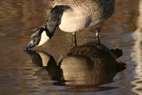Canada goose
