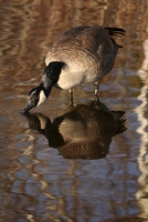 Canada goose