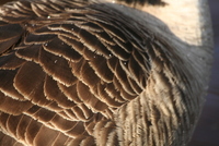 goose