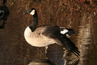 goose