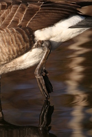 goose