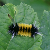 tussock moth