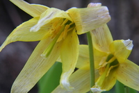 trout lily